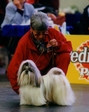Storia-gallery-10 Allevamento Epsylon Shih Tzu