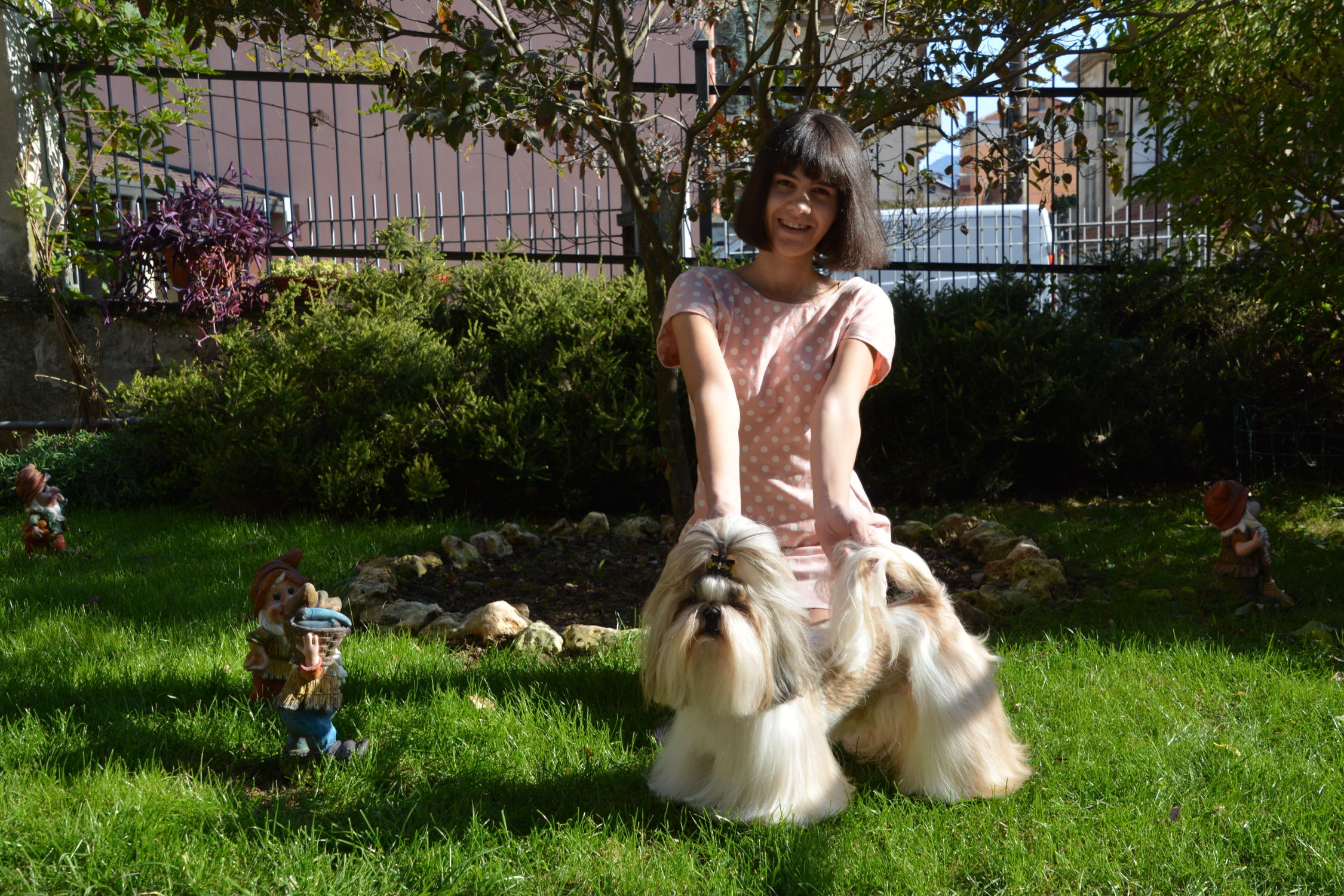 ToelettaturaGallery01 Toelettatura Shih Tzu