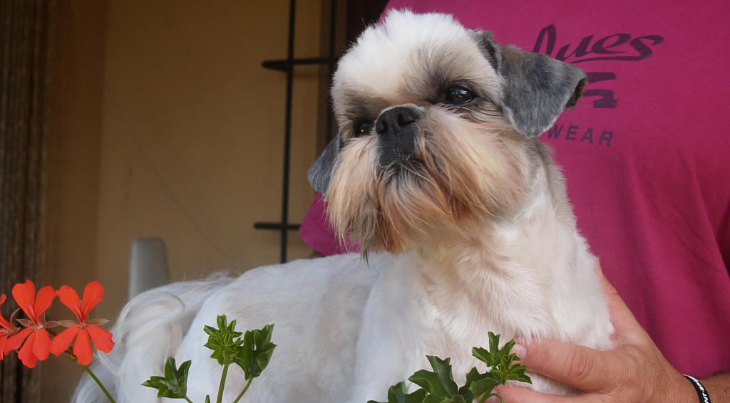 ToelettaturaGallery02b