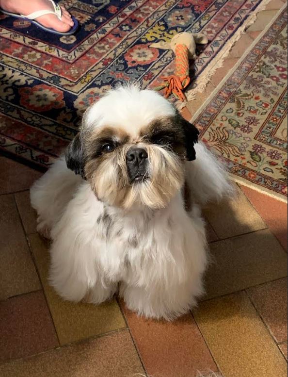 ToelettaturaGallery03