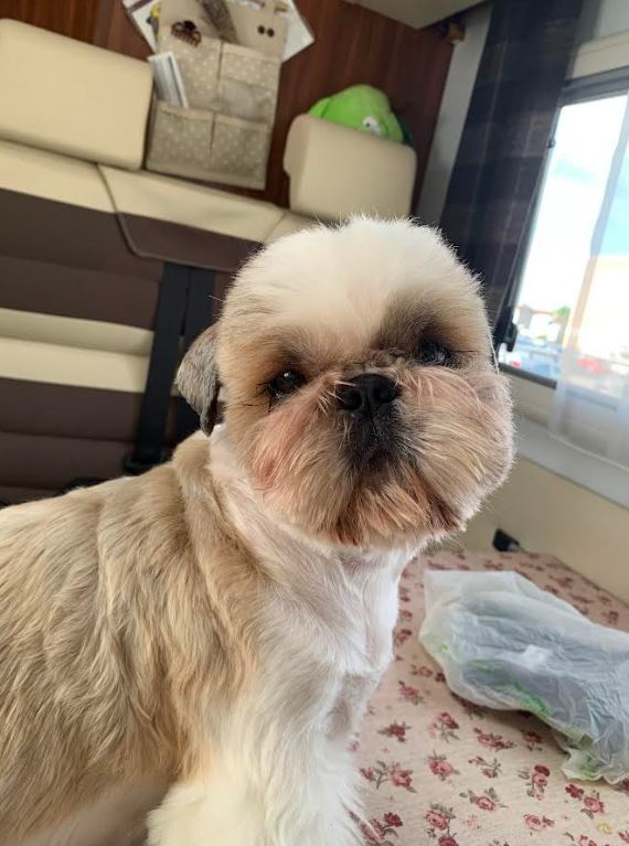 ToelettaturaGallery04