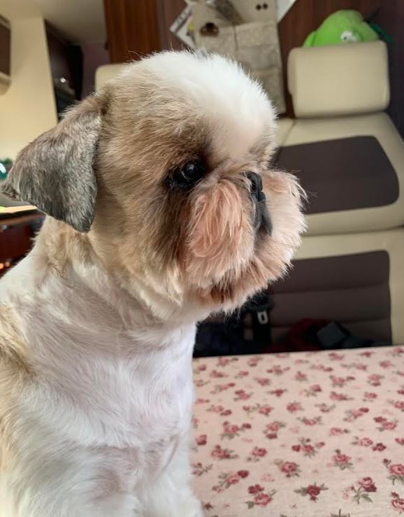 ToelettaturaGallery05