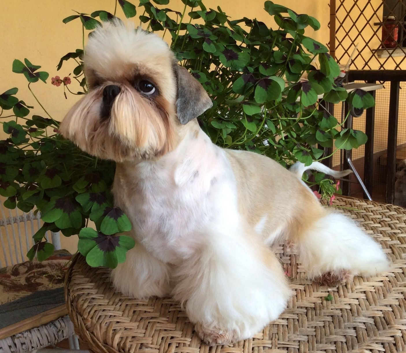 ToelettaturaGallery06