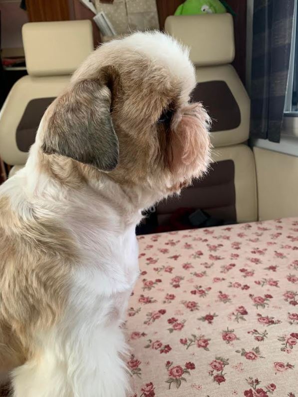 ToelettaturaGallery07 Toelettatura Shih Tzu