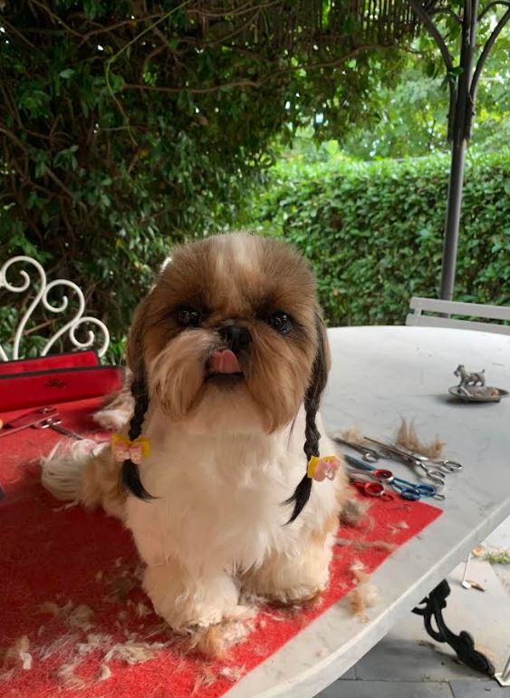 ToelettaturaGallery08 Toelettatura Shih Tzu