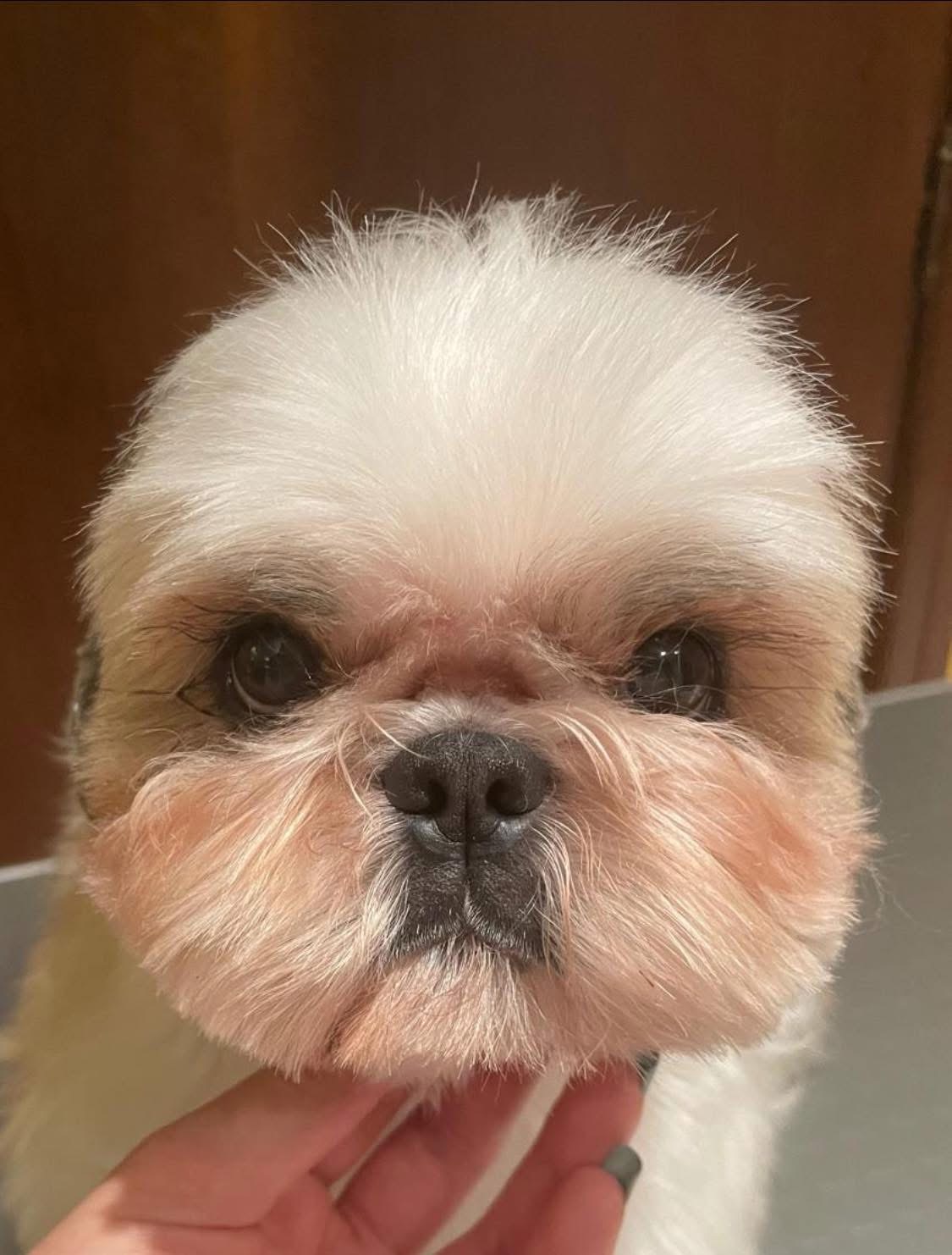 ToelettaturaGallery09