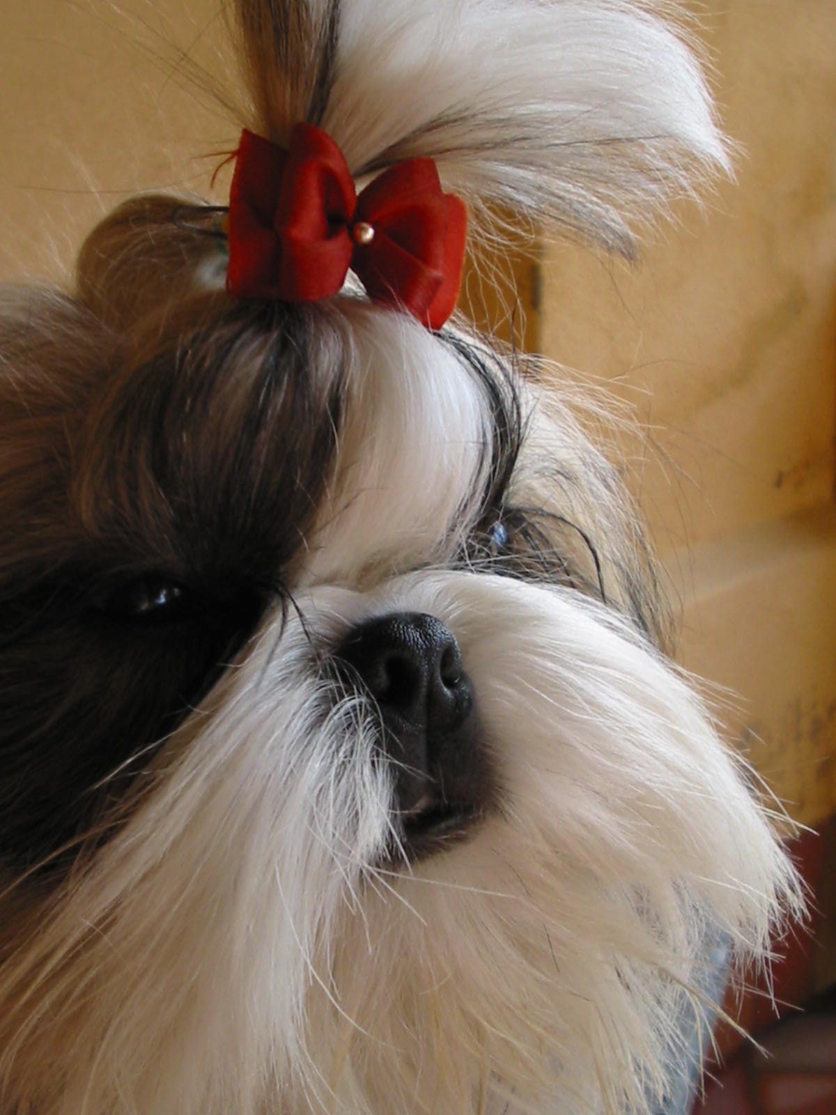 102-0229_IMG Cuccioli razza Shih Tzu