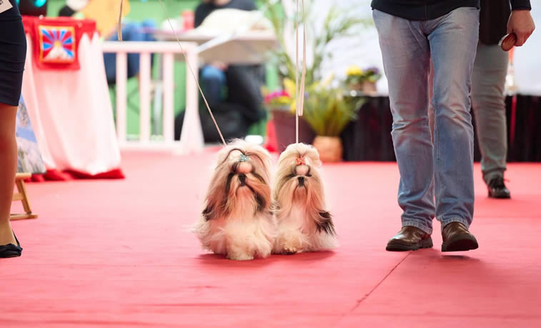 Alimentazione02 Shih Tzu