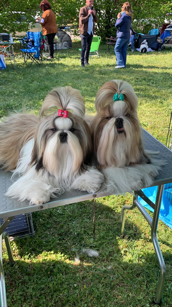 Convivenza01 Cani Shih Tzu