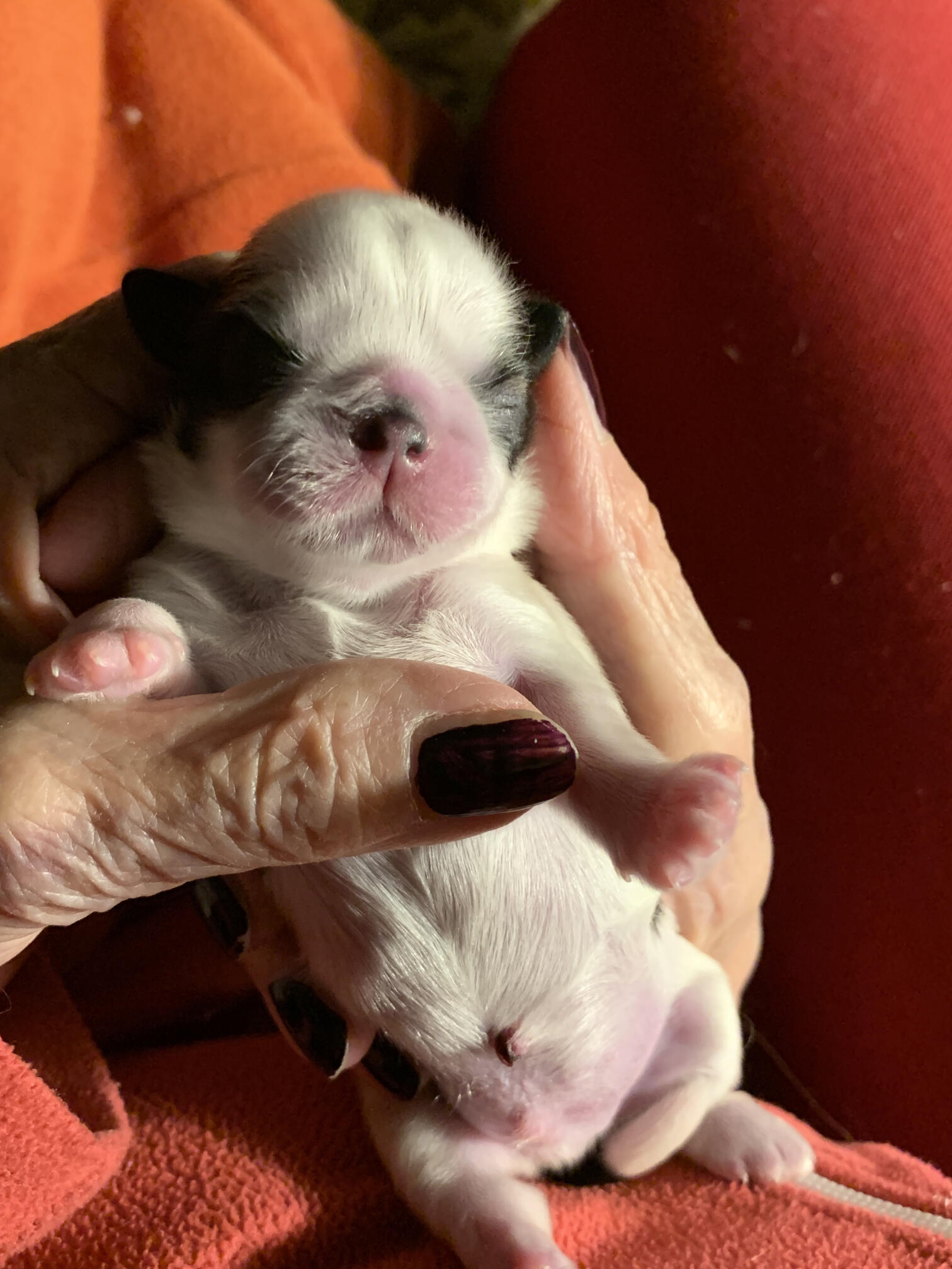 Cuccioli razza Shih Tzu