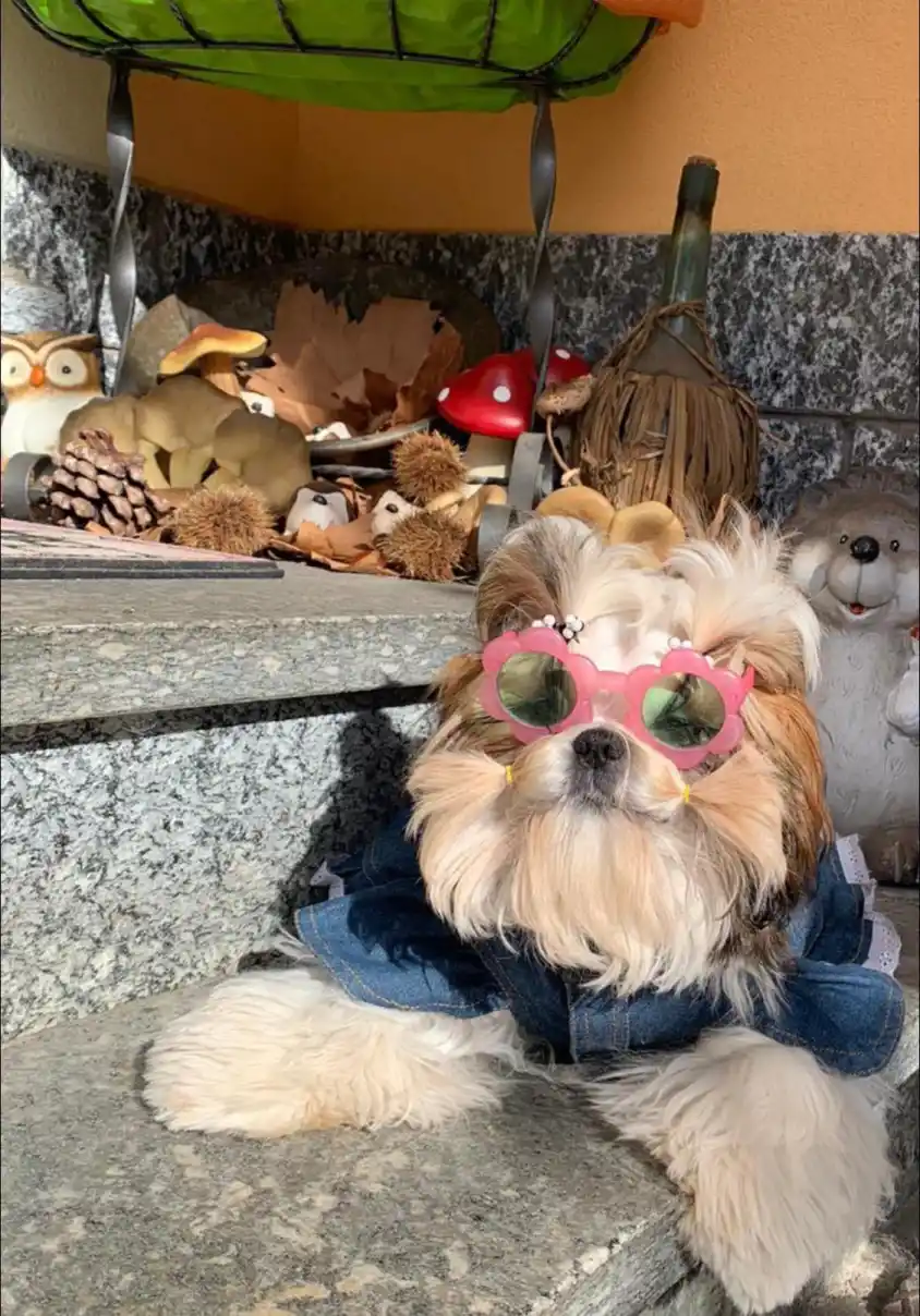 Cuccioli razza Shih Tzu