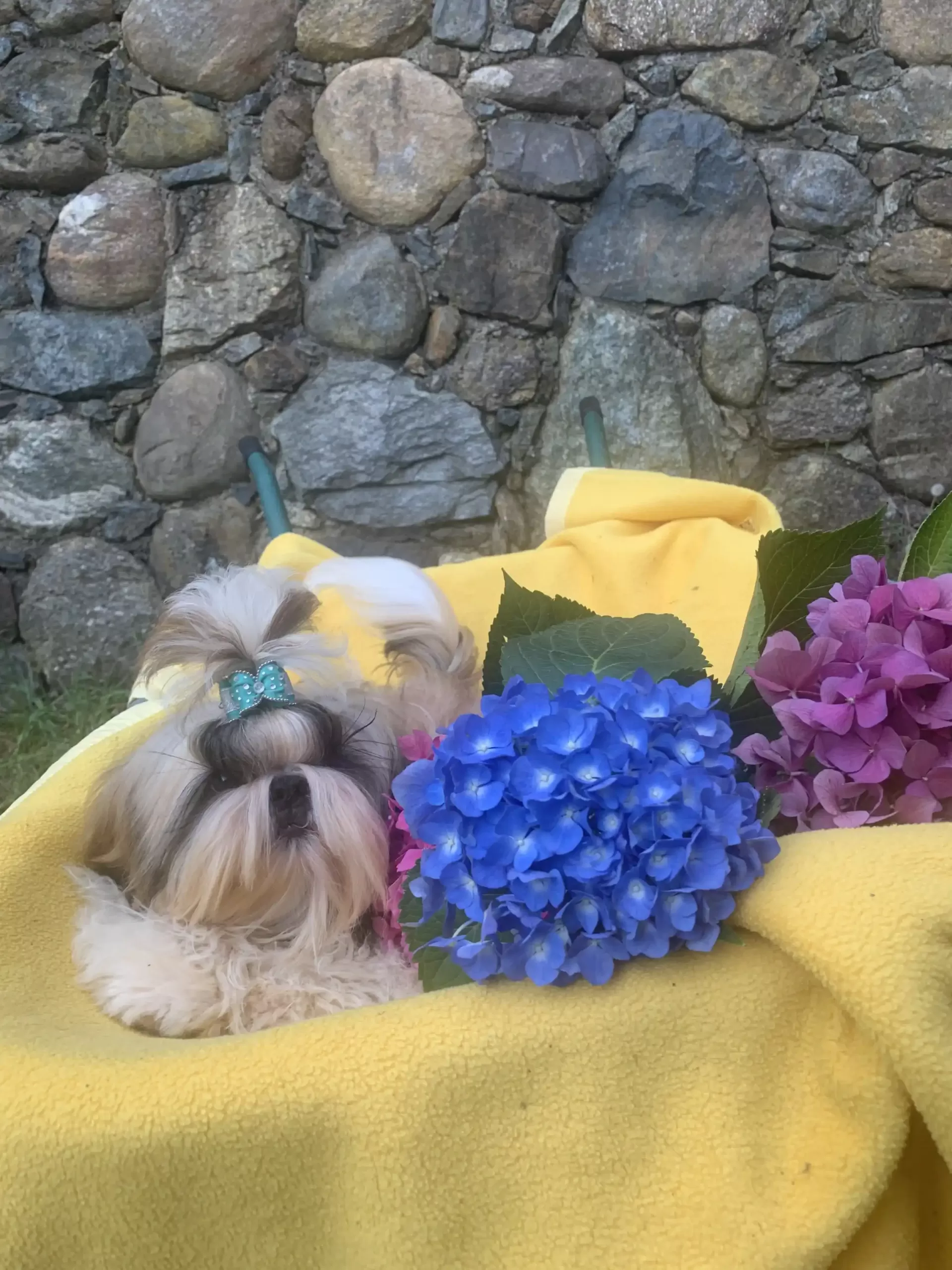 IMG_5003 Cuccioli razza Shih Tzu