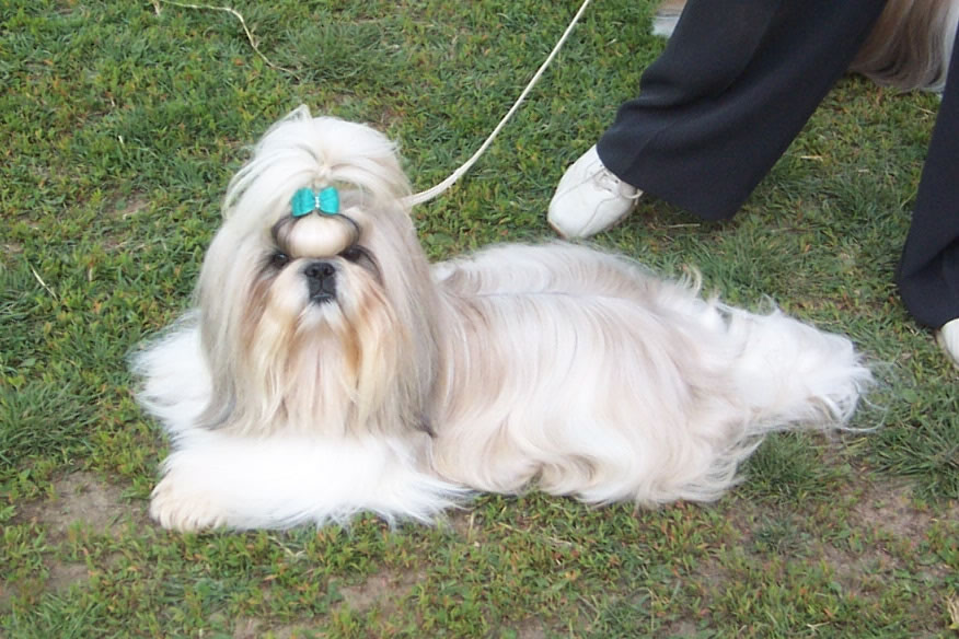 Viaggiare01 Shih Tzu