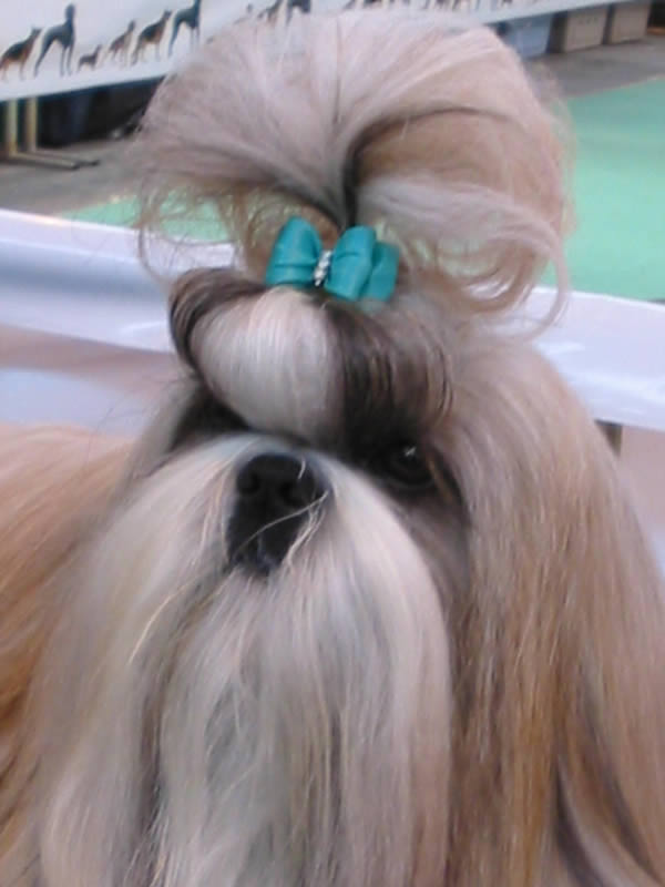 Viaggiare02 Shih Tzu