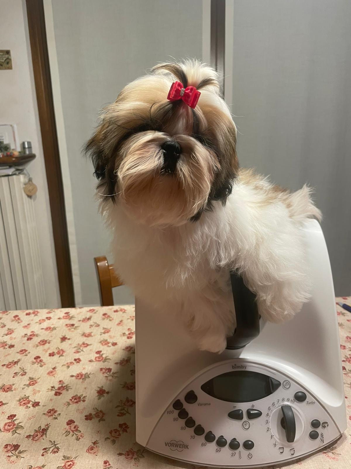 Cuccioli razza Shih Tzu